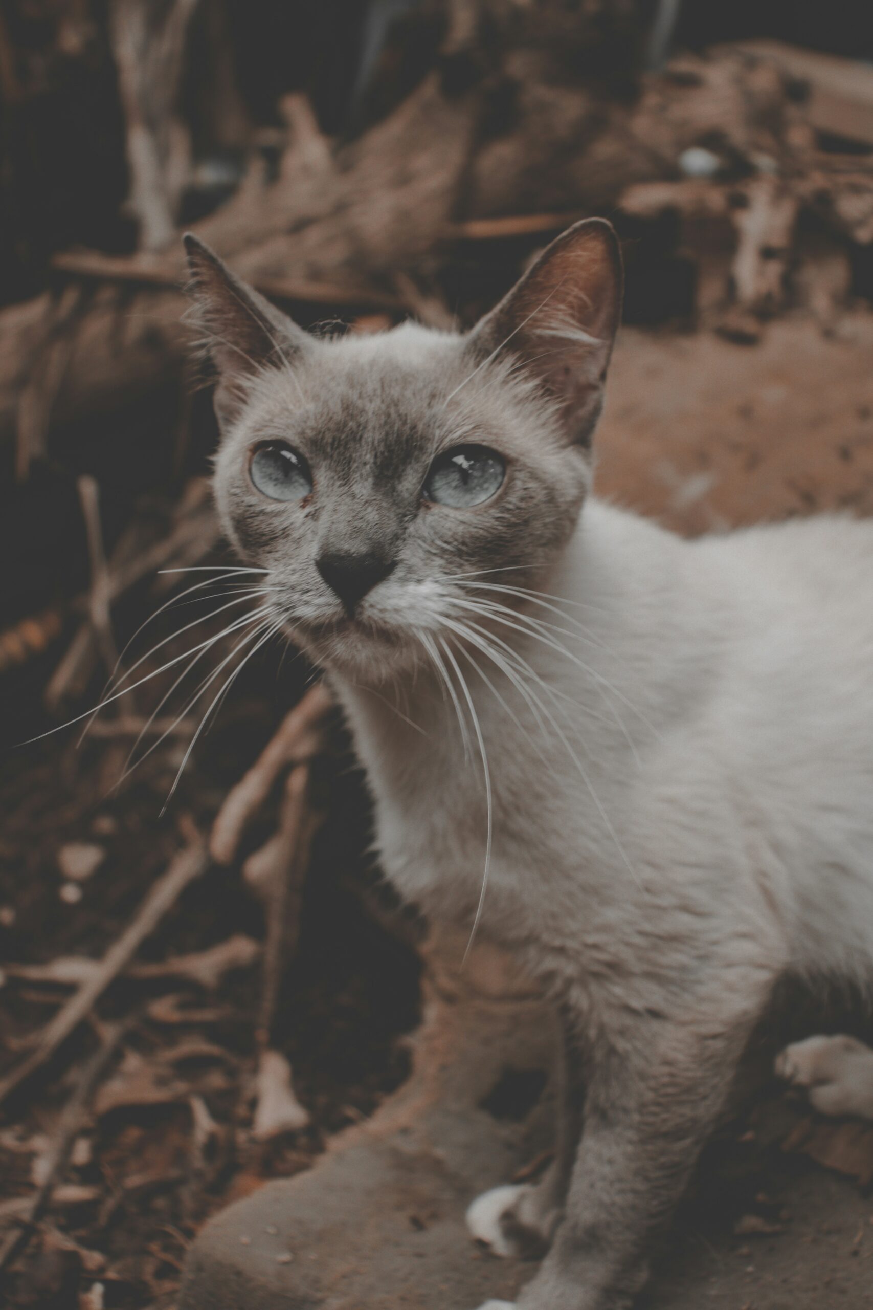 버미즈 고양이