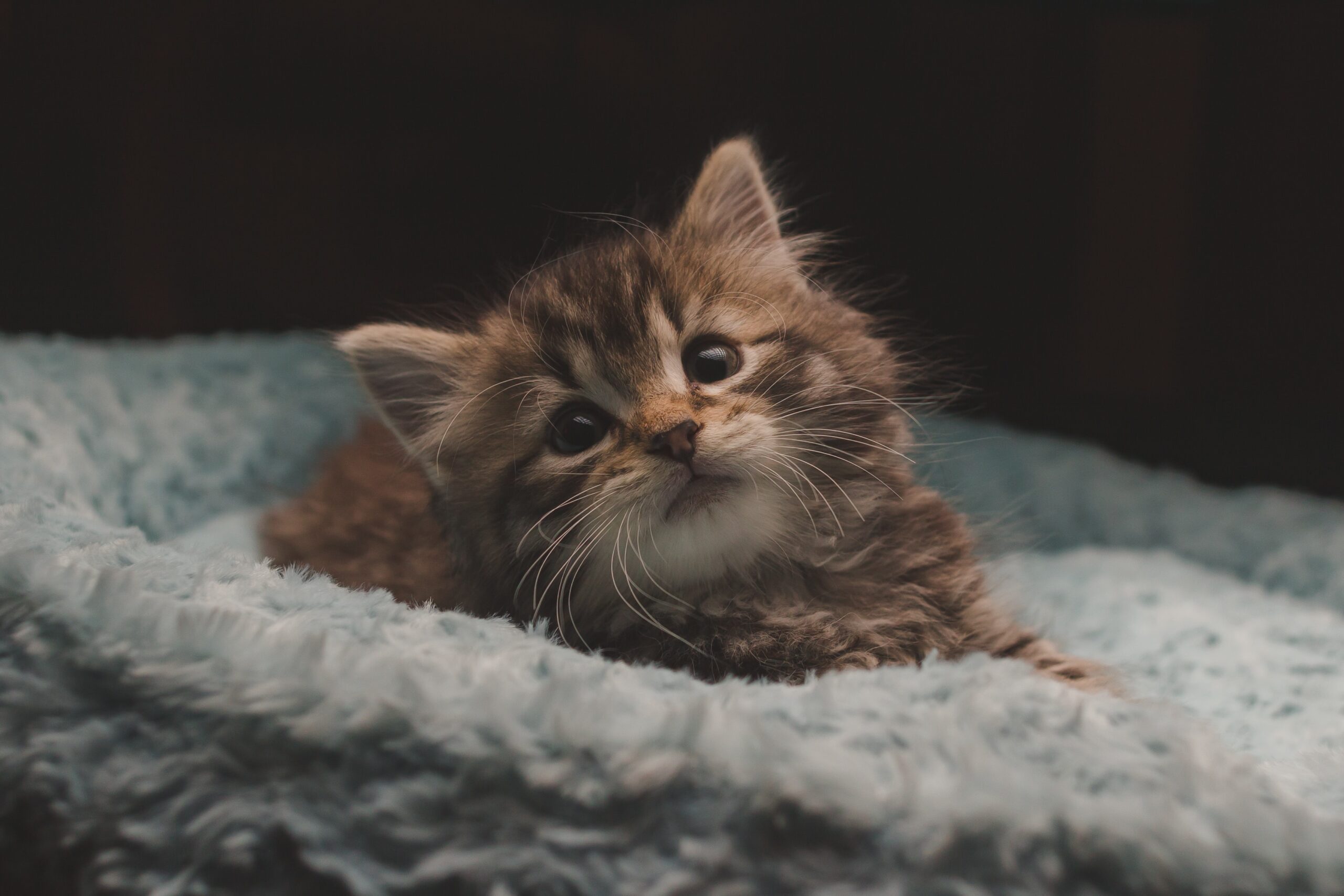 고양이 입양 전 필수 체크리스트