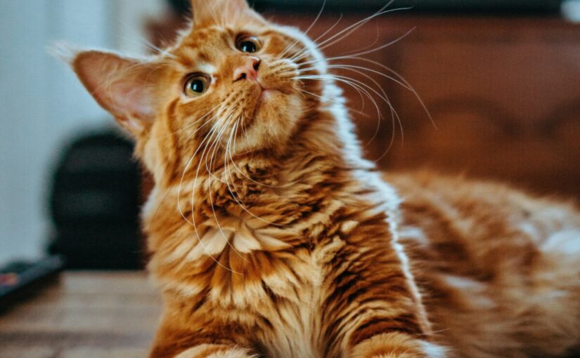 고양이 아이큐 순위 가장 똑똑한 고양이 품종은?