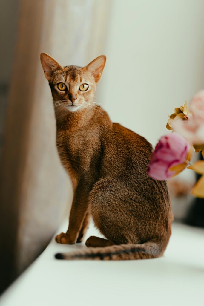 아비시니안 고양이