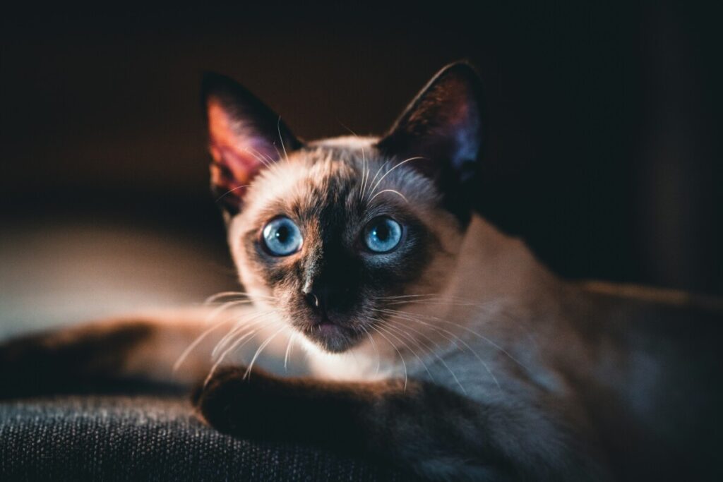 샴 고양이